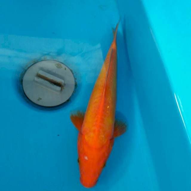 Benigoi doitsu 23cm