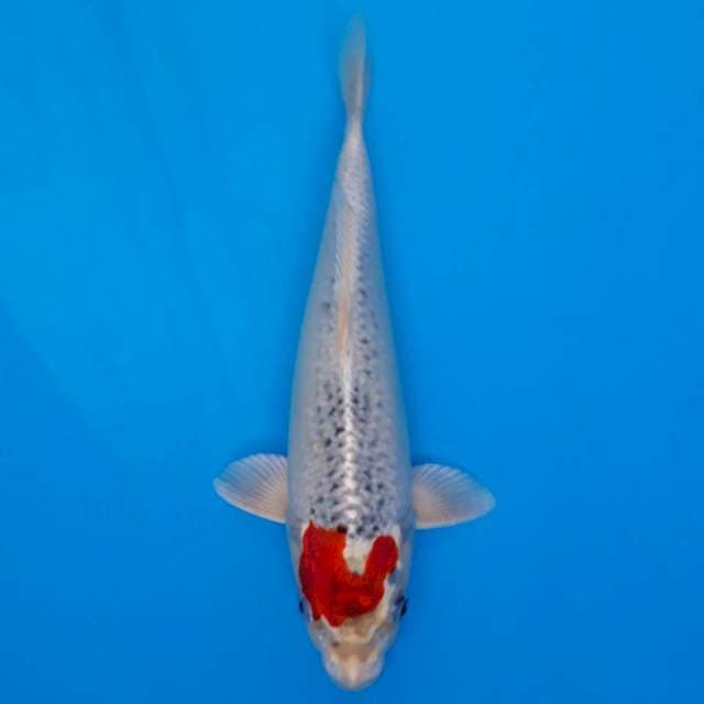 Red tancho kujaku import non-serti