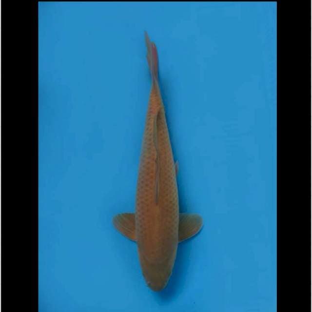 45cm male - Midorigoi F1 calon Jumbo