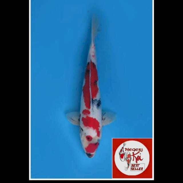 40cm male, Maruten Kindai Showa F1