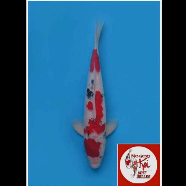 43cm male - Maruten Sanke