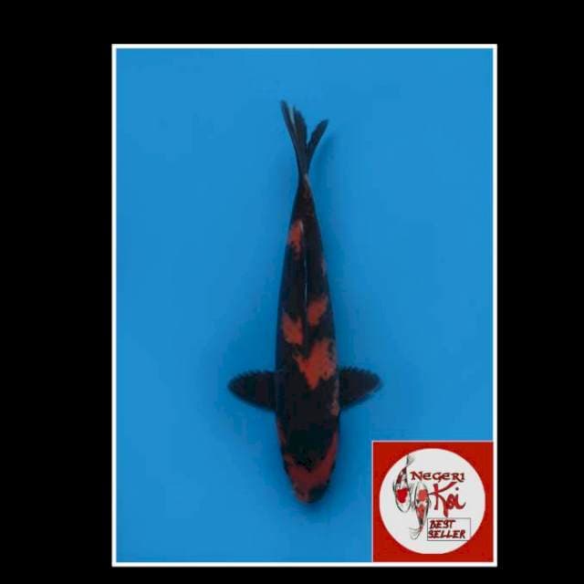 27cm male - Hi Utsuri SQ