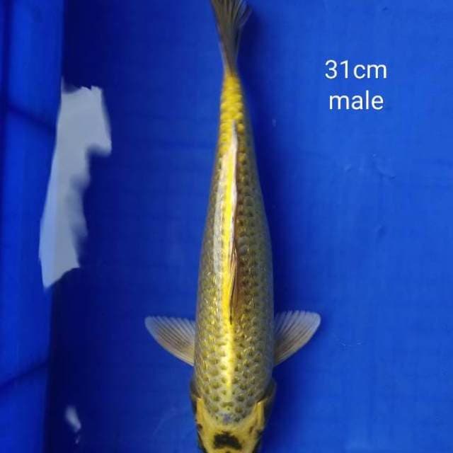 HDKOI