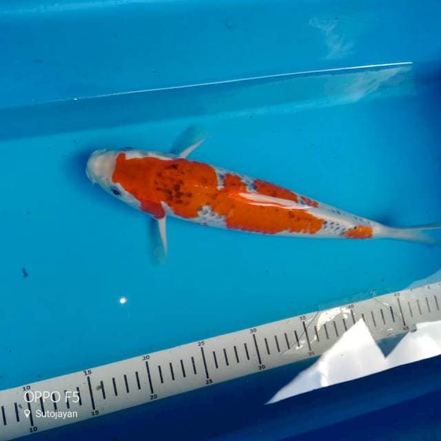 Goshiki merah
