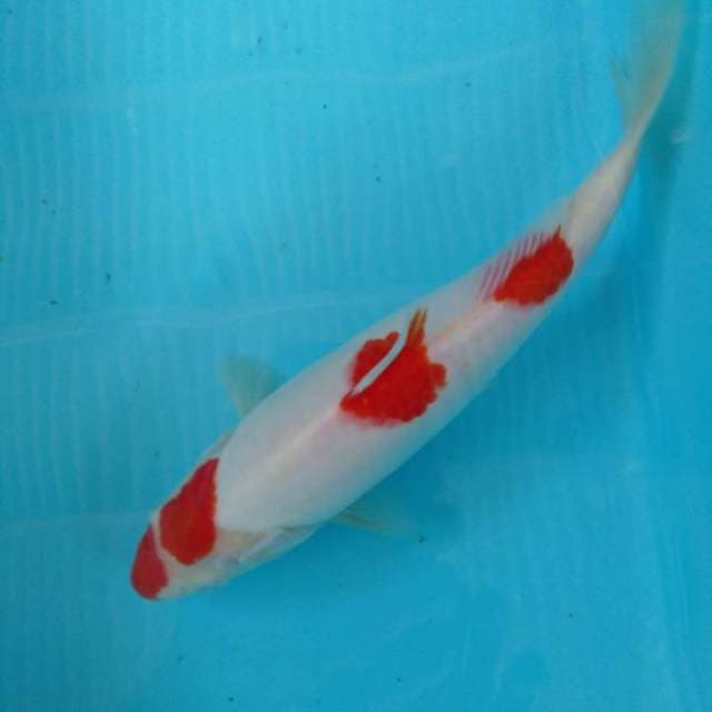 HWC (S of T)kohaku