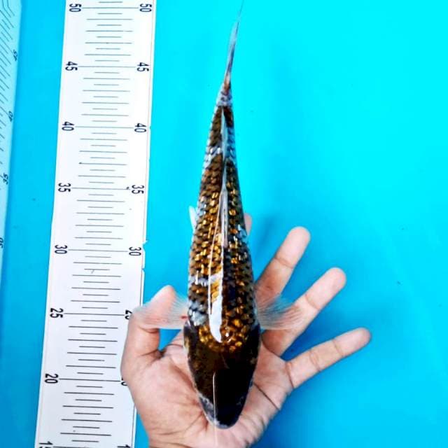 OCHIBA GINRIN #30CM