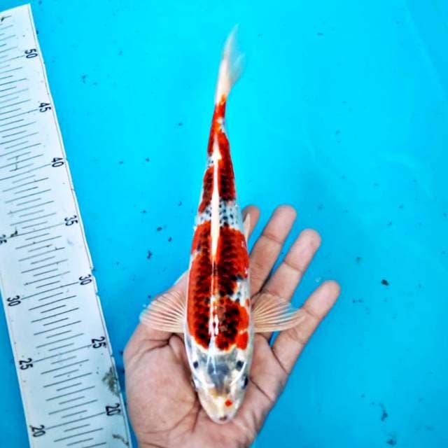 GOSHIKI #27CM