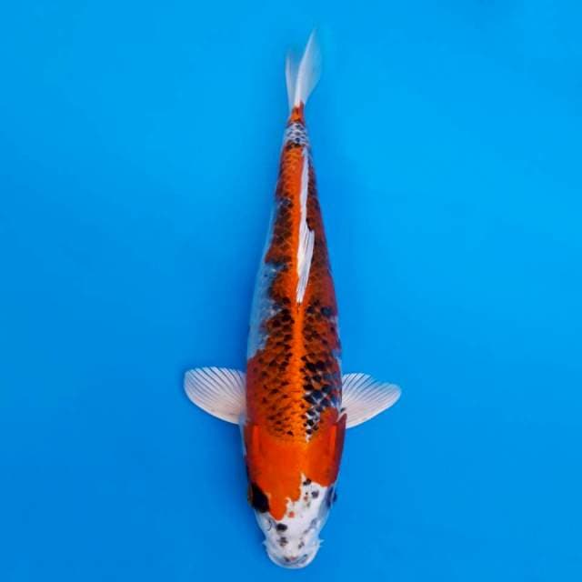 Kujaku import non-serti