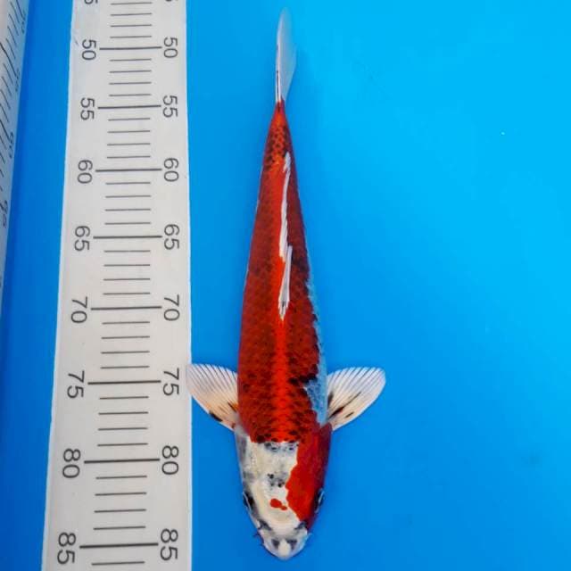 Red kujaku import non-serti