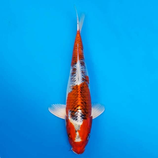Kujaku import non-serti