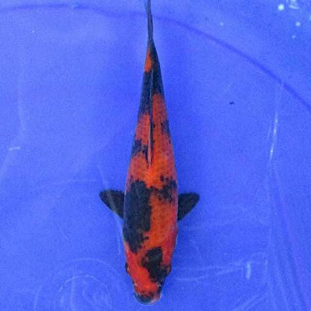 Hiutsuri ±20cm