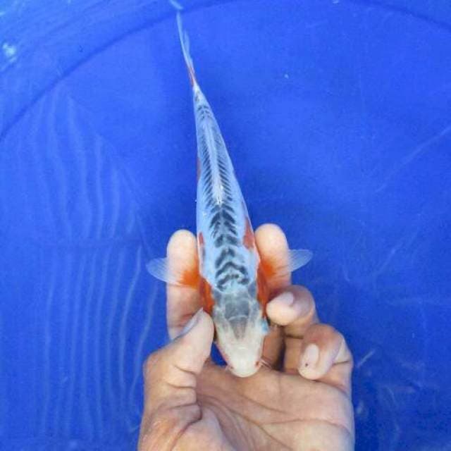 Shusui ±20cm simetris