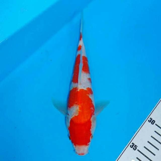 Good Kohaku