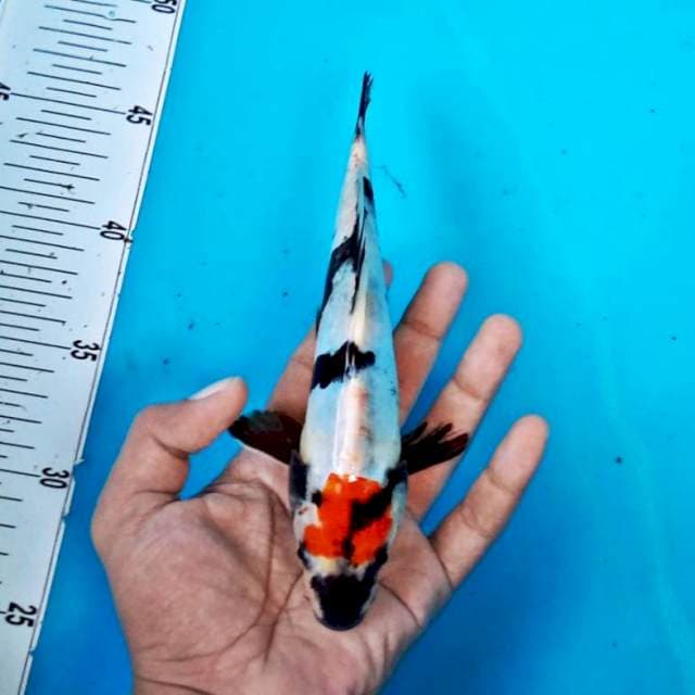 Tancho showa prospek 21cm