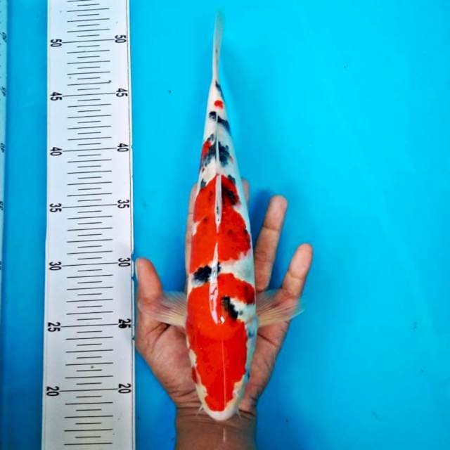 Sanke *34cm josss