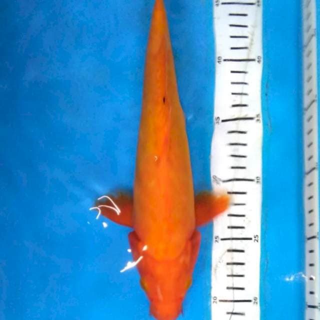 BENIGOI DOITSU 32 cm