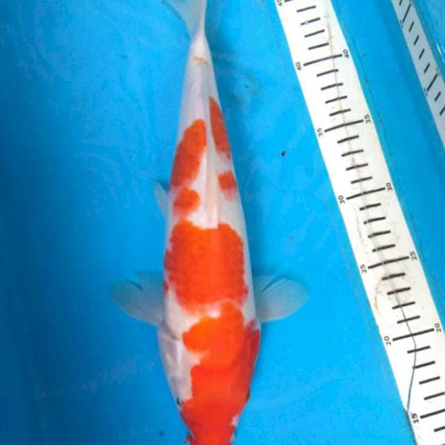 Kuhaku 33cm