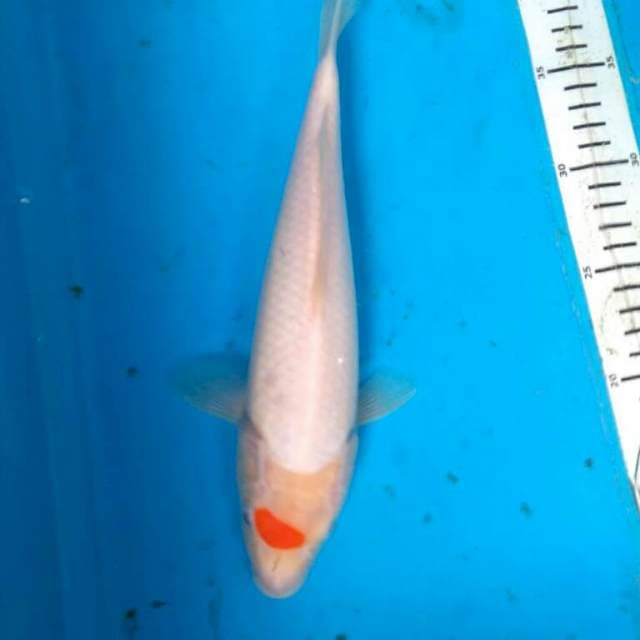 Original tancho kohaku