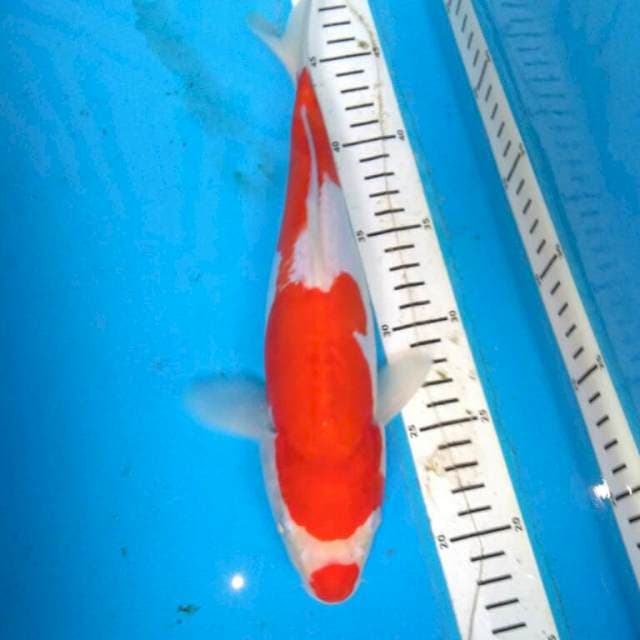 Doitsu kohaku 31cm