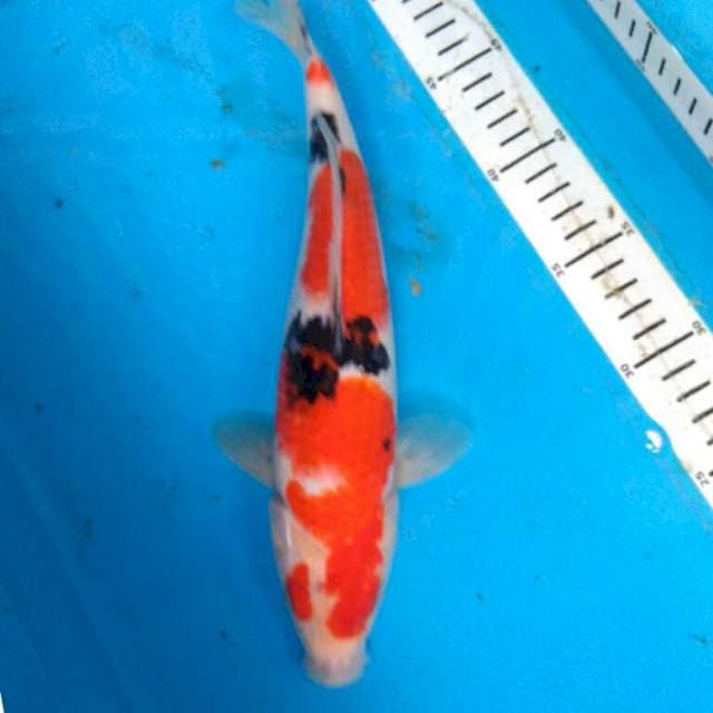 Sanke 29cm