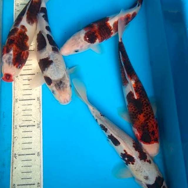 mix goromo 26,27cm