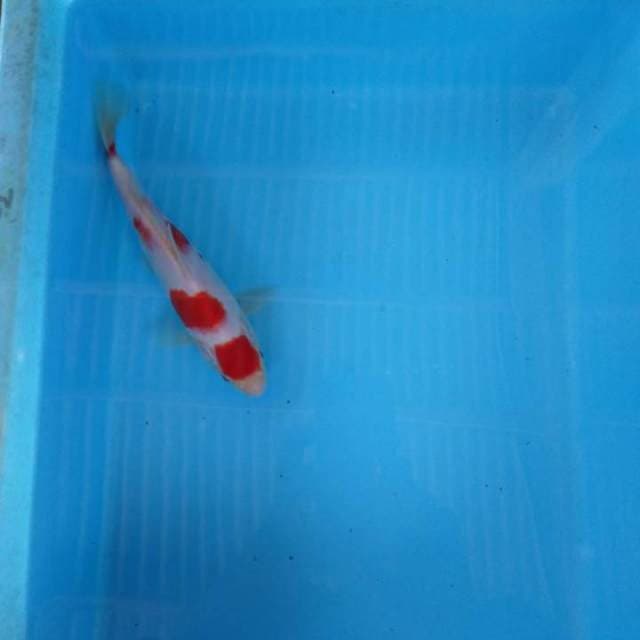 HWC (S of T)kohaku