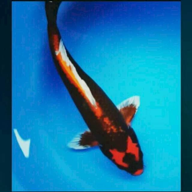 Red kabuto male 30cm