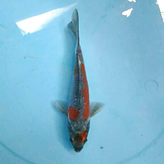 GOODBOY