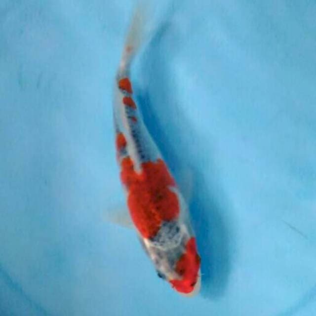 RED GOSHIKI