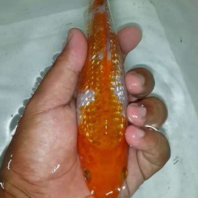 Ociba sigure asli tanpa mengalami perubahan warna..