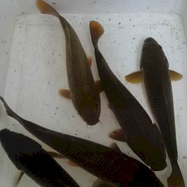 Cagoi hitam
