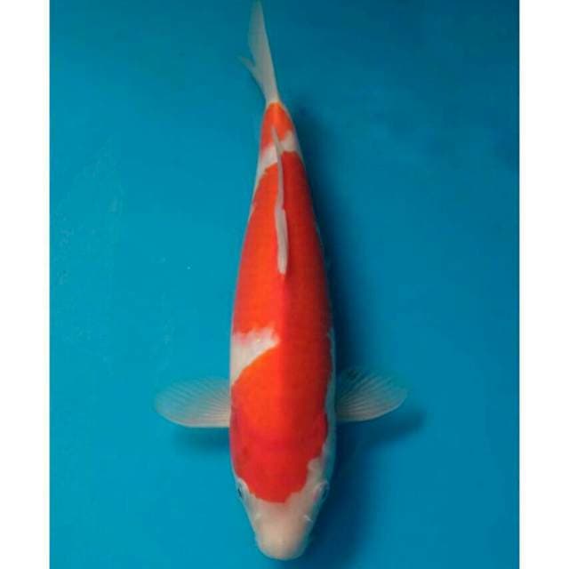 Okawa Kohaku