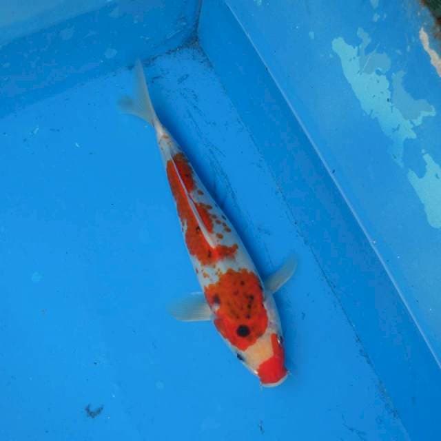 Kanoko Sanke Goshiki F1