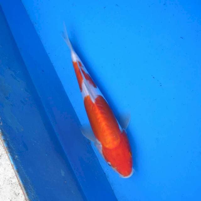 Kohaku Doitsu ori F1