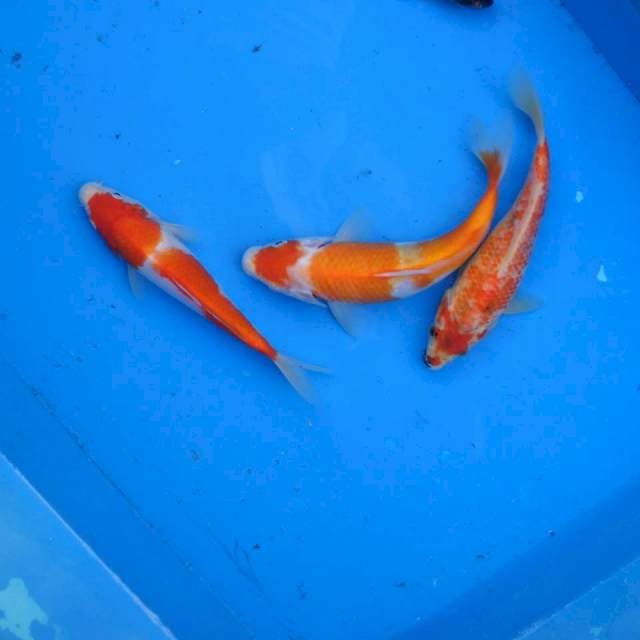 Mix Kohaku F1