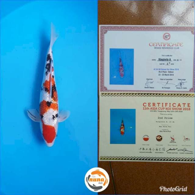 Sanke Ginrin 32 cm juara 2 2x