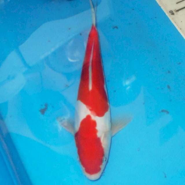 RED KOHAKU