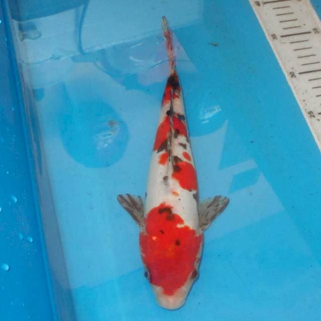 SANSHOKU TOTOL TOTOL