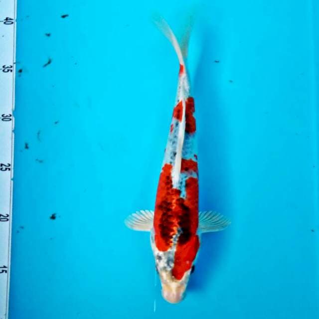 KUJA #27CM