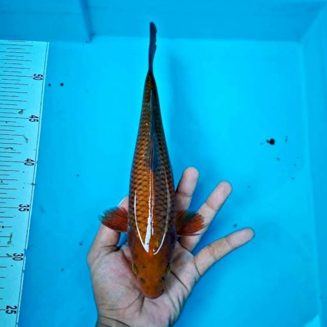TEMBAGA #27CM