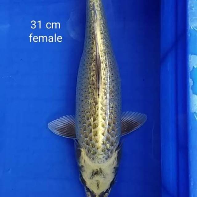 HDKOI