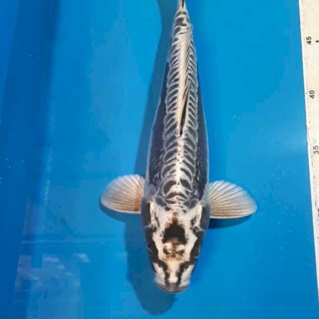 GIN MATSUBA 29 CM