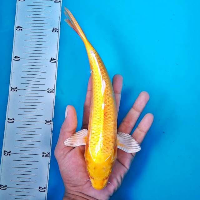 OGON #26CM
