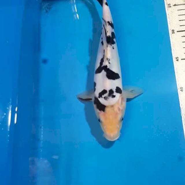 SHIRO DOITSU 27 CM