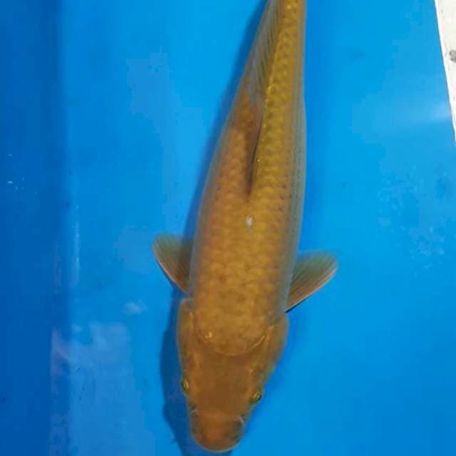 CHAGOI HIJAU DAUN 32 CM