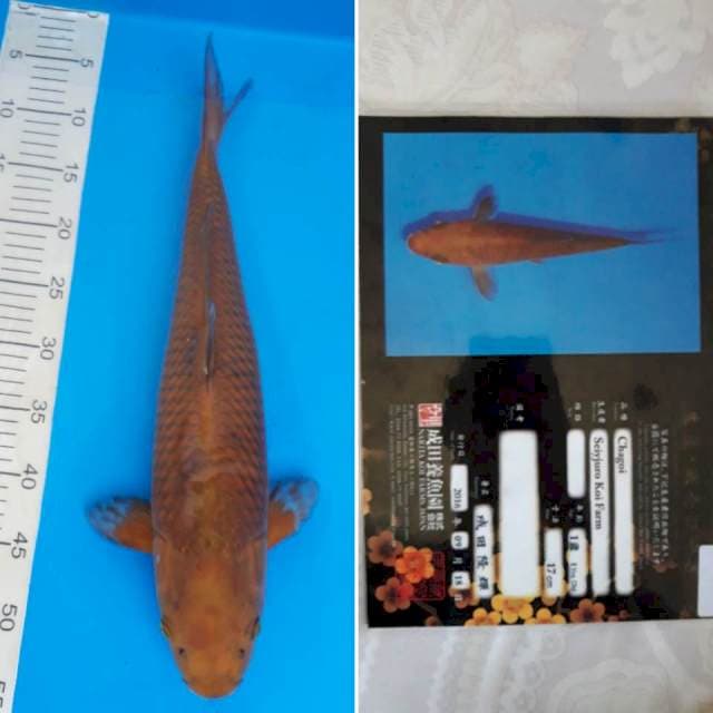 Chagoi import sertifikat