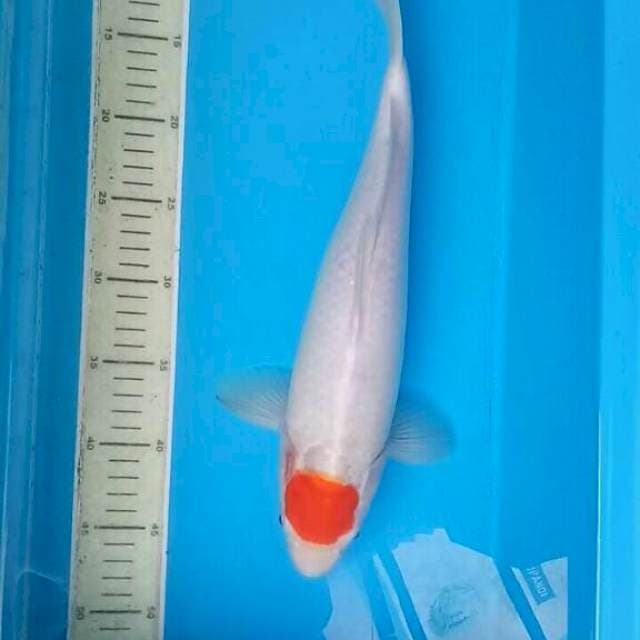 Tancho jumbo
