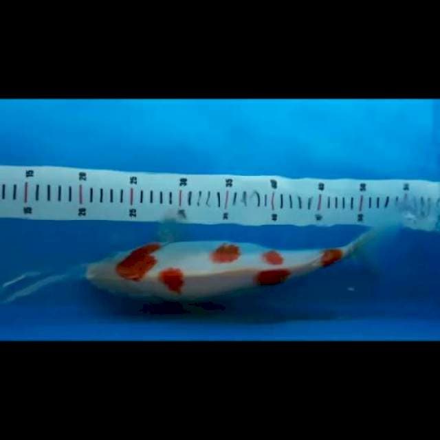 Kohaku 33 cm gendong telur