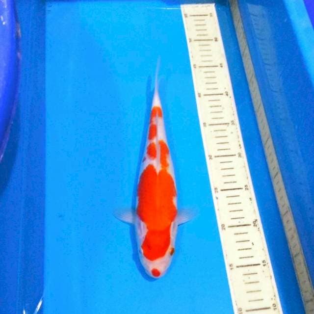 F1 kohaku baby face