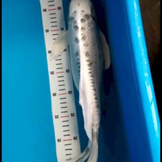 Kujaku famale 45 cm
